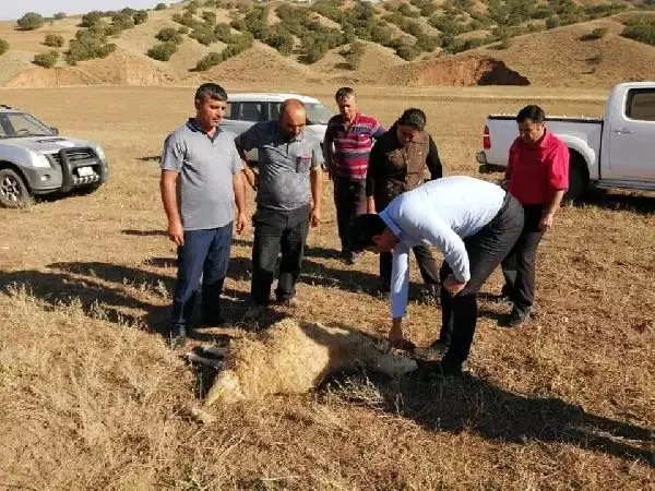 Kırıkkale'de kurtlar 15 koyunu telef etti Kırıkkale'de kurtlar 15 koyunu telef etti