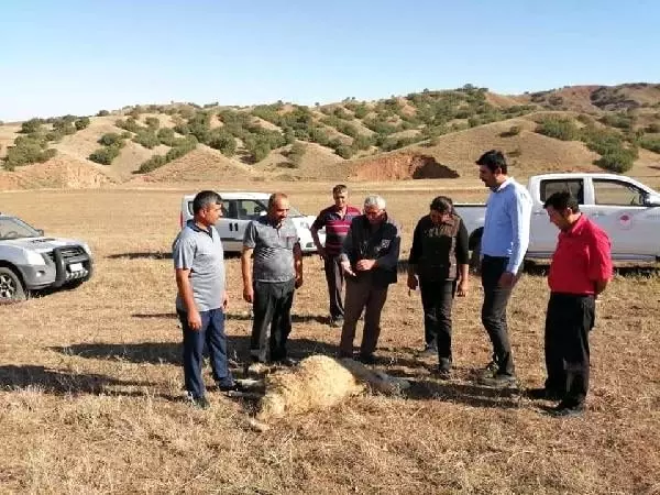 Kırıkkale'de kurtlar 15 koyunu telef etti Kırıkkale'de kurtlar 15 koyunu telef etti