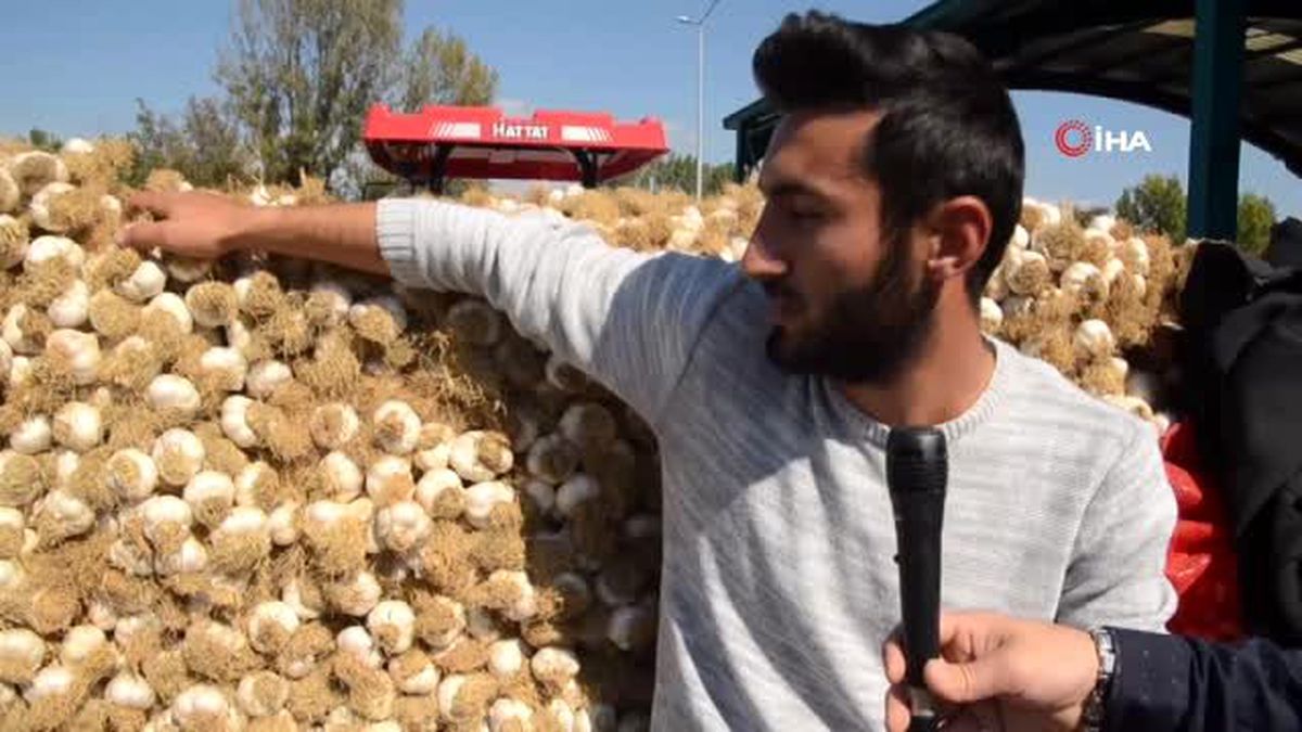 Sarımsak Taşköprü'de 18 ila 40 TL arasında satılıyor, üretici 'Sarımsak fiyatları makul' diyor