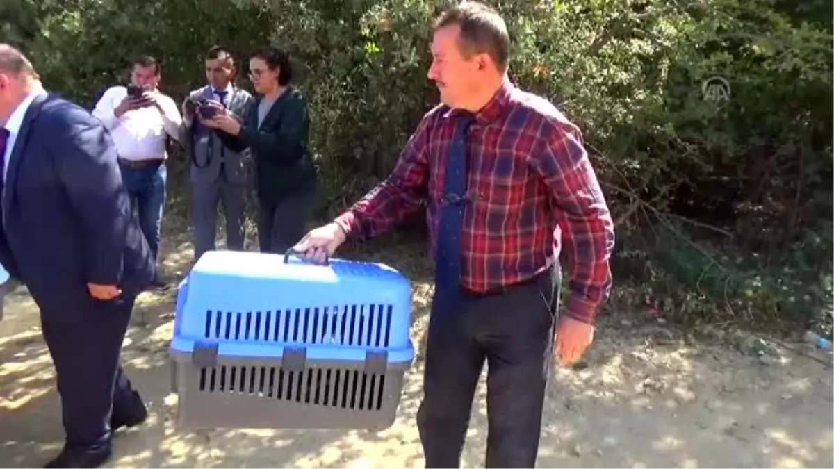 Tedavisi tamamlanan kızıl şahinler doğaya salındı