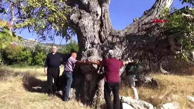 Karaman 700 yıllık ceviz ağacı koruma altına alınacak Karaman 700 yıllık ceviz ağacı koruma altına alınacak