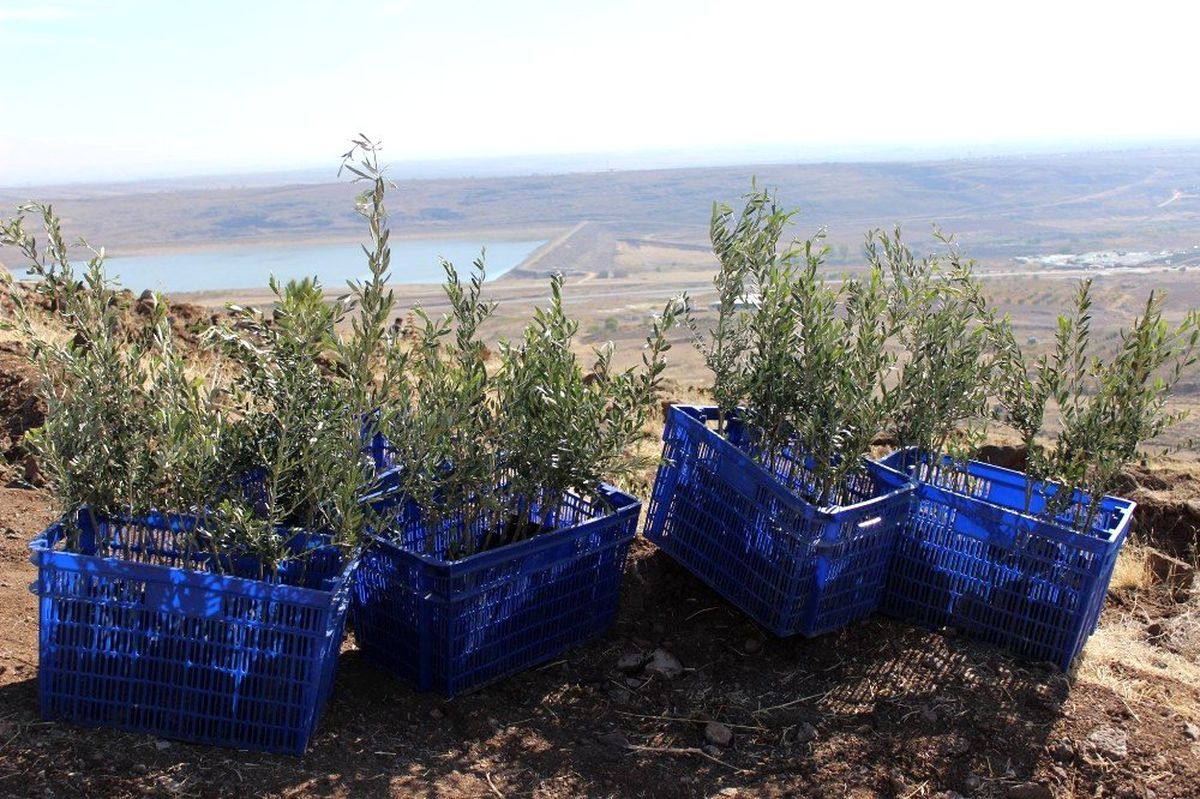 Kilis'te 15 bin yağlık zeytin fidanı dağıtılacak