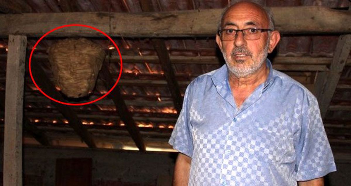 Çatıda yuva yapan arılar, ev halkında büyük paniğe neden oldu