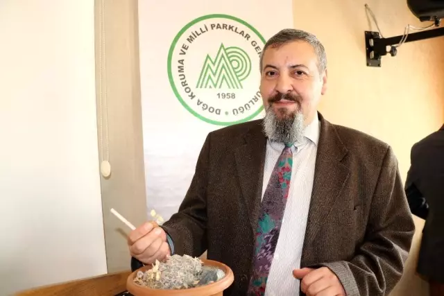 Dünyada sadece tek noktada yetişiyor, yok olmaması için çalışma başlatıldı