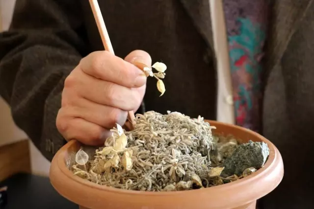 Dünyada sadece tek noktada yetişiyor, yok olmaması için çalışma başlatıldı