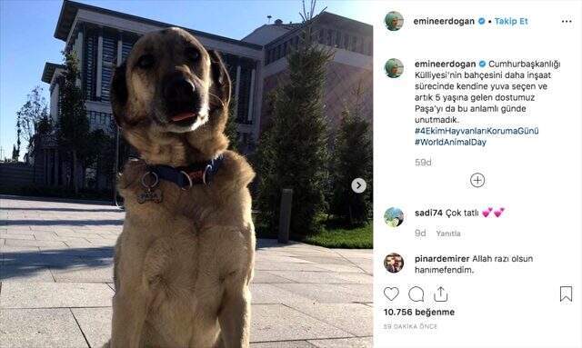 Emine Erdoğan, Hayvanları Koruma Günü dolayısıyla paylaşımda bulundu