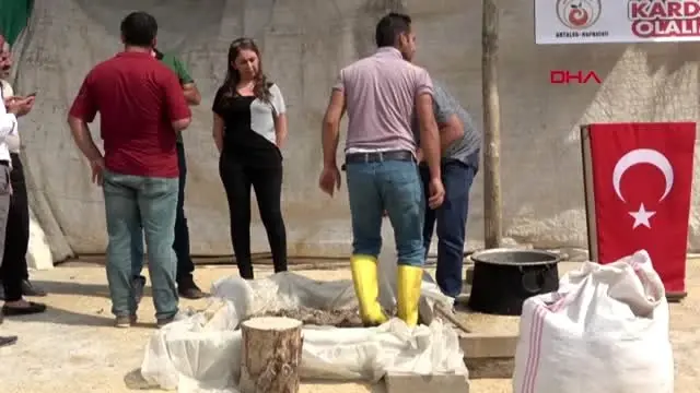 Hakkari çukurca'da, poşette askı sistemiyle ilk istiridye mantarı ekimi Hakkari çukurca'da, poşette askı sistemiyle ilk istiridye mantarı ekimi