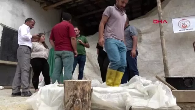 Hakkari çukurca'da, poşette askı sistemiyle ilk istiridye mantarı ekimi Hakkari çukurca'da, poşette askı sistemiyle ilk istiridye mantarı ekimi