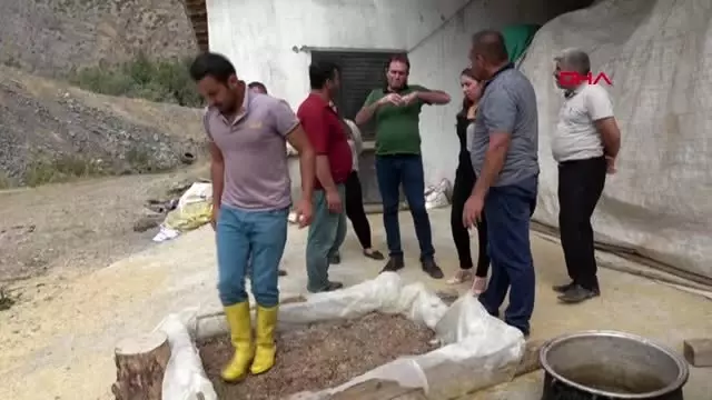 Hakkari çukurca'da, poşette askı sistemiyle ilk istiridye mantarı ekimi Hakkari çukurca'da, poşette askı sistemiyle ilk istiridye mantarı ekimi