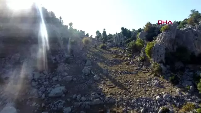Kahramanmaraş sırtlarında 4 kilometre taşıdıkları defneler, abd'ye ihraç ediliyor - Kahramanmaraş sırtlarında 4 kilometre taşıdıkları defneler, abd'ye ihraç ediliyor -