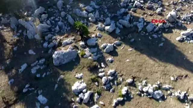 Kahramanmaraş sırtlarında 4 kilometre taşıdıkları defneler, abd'ye ihraç ediliyor - Kahramanmaraş sırtlarında 4 kilometre taşıdıkları defneler, abd'ye ihraç ediliyor -