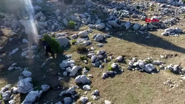 Kahramanmaraş sırtlarında 4 kilometre taşıdıkları defneler, abd'ye ihraç ediliyor - Kahramanmaraş sırtlarında 4 kilometre taşıdıkları defneler, abd'ye ihraç ediliyor -
