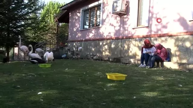 Küçük yaşta eğitim, hayvan sevgisini gelecek nesillere aşılıyor Küçük yaşta eğitim, hayvan sevgisini gelecek nesillere aşılıyor