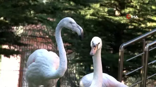Küçük yaşta eğitim, hayvan sevgisini gelecek nesillere aşılıyor Küçük yaşta eğitim, hayvan sevgisini gelecek nesillere aşılıyor