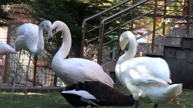 Küçük yaşta eğitim, hayvan sevgisini gelecek nesillere aşılıyor Küçük yaşta eğitim, hayvan sevgisini gelecek nesillere aşılıyor
