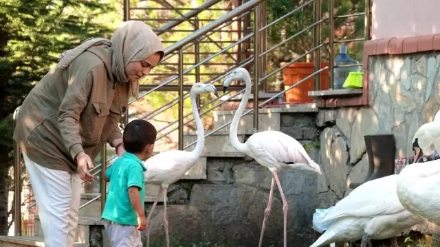 (Özel) Küçük yaşta eğitim, hayvan sevgisini gelecek nesillere aşılıyor (Özel) Küçük yaşta eğitim, hayvan sevgisini gelecek nesillere aşılıyor