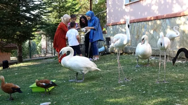 (Özel) Küçük yaşta eğitim, hayvan sevgisini gelecek nesillere aşılıyor (Özel) Küçük yaşta eğitim, hayvan sevgisini gelecek nesillere aşılıyor