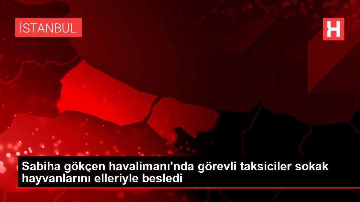 Sabiha gökçen havalimanı'nda görevli taksiciler sokak hayvanlarını elleriyle besledi