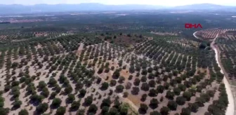 Türkiye'nin zeytin ambarı akhisar'da hasat başladı