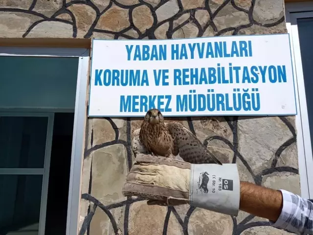 Yaralı Kızıl Şahin ve Kerkenez tedavi altına alındı Yaralı Kızıl Şahin ve Kerkenez tedavi altına alındı