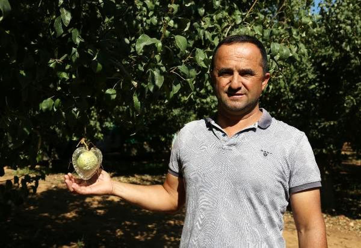 Antalyalı çiftçinin kalp şeklinde ürettiği armuda sevgililer yoğun ilgi gösteriyor