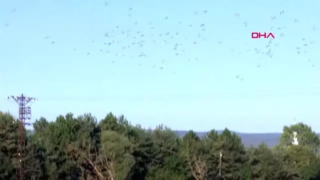 Bartın öldürmeyi bıraktı, ölümsüz kareler yakaladı Bartın öldürmeyi bıraktı, ölümsüz kareler yakaladı