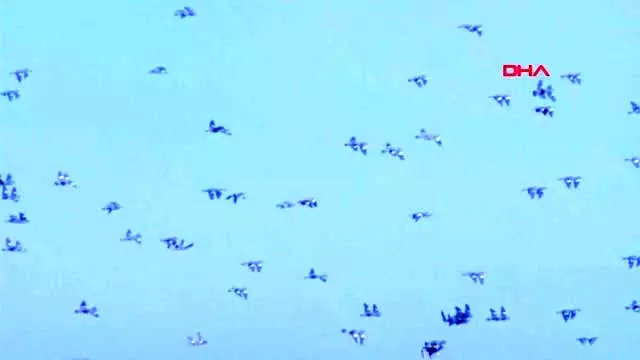 Bartın öldürmeyi bıraktı, ölümsüz kareler yakaladı Bartın öldürmeyi bıraktı, ölümsüz kareler yakaladı