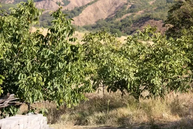 Bingöl'de ceviz hasadı başladı, çiftçinin yüzü güldü