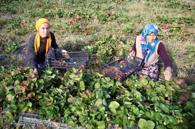 Devlet desteğiyle 60 yaşında başladığı çilek üretiminde, yılda 150 bin lira kazanacak