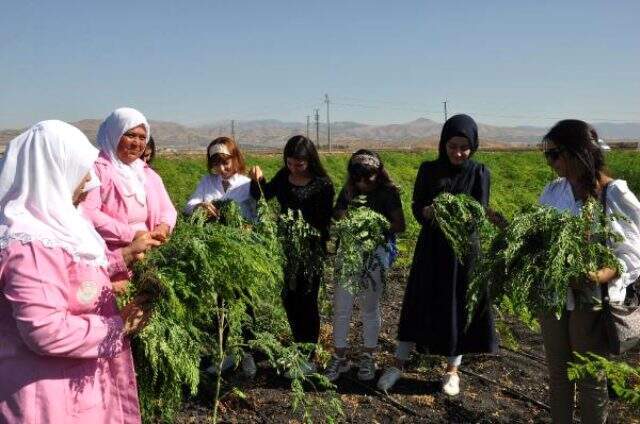Gaziantep'te yetiştirilen 'moringa' her derde deva