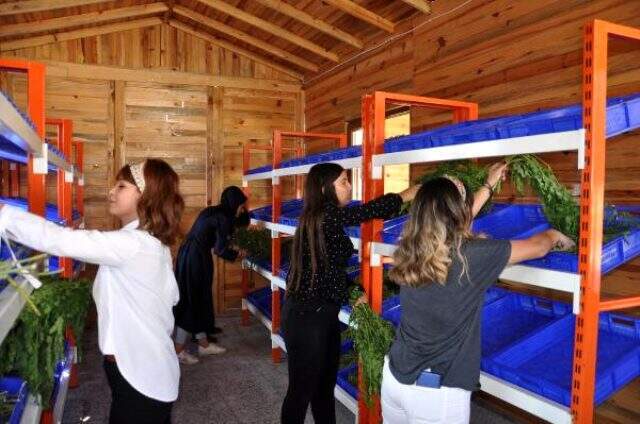 Gaziantep'te yetiştirilen 'moringa' her derde deva