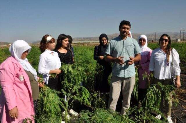 Gaziantep'te yetiştirilen 'moringa' her derde deva