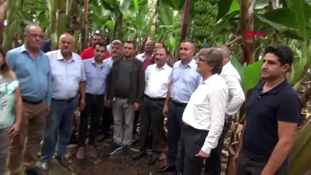 Hatay'da muz kesimi başladı Hatay'da muz kesimi başladı
