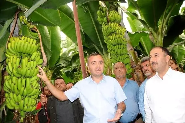 Hatay'da muz kesimi başladı