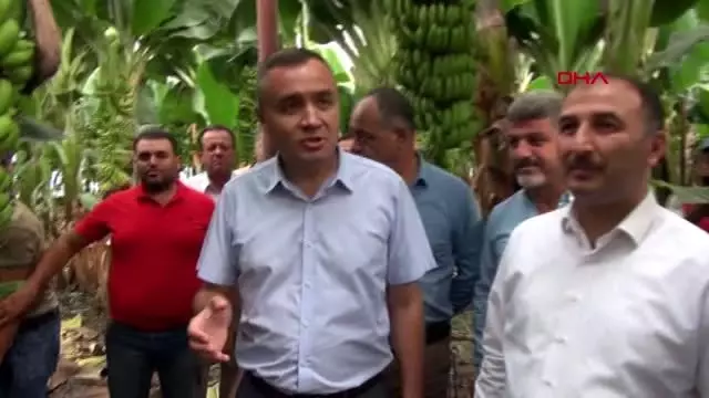 Hatay'da muz kesimi başladı Hatay'da muz kesimi başladı