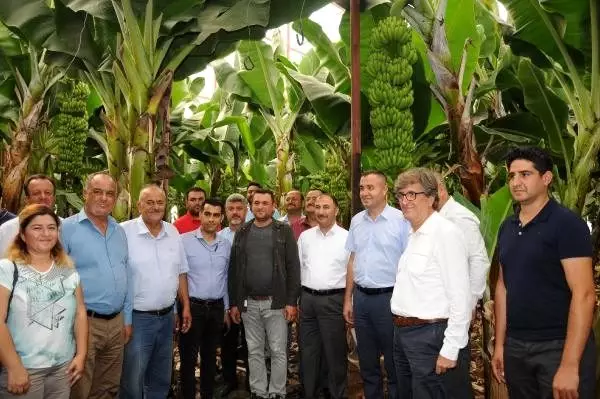 Hatay'da muz kesimi başladı
