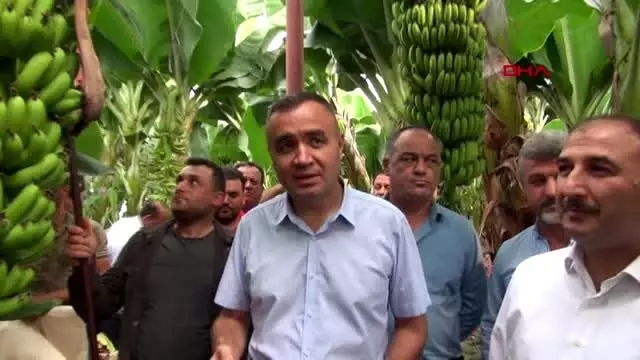 Hatay'da muz kesimi başladı