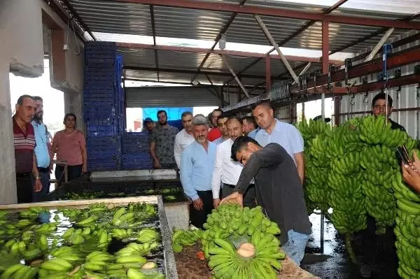 Hatay'da muz kesimi başladı