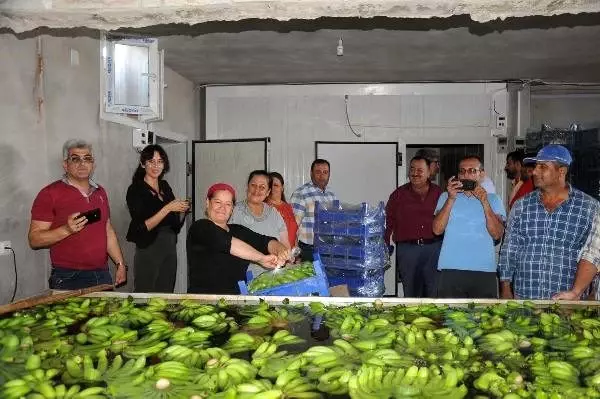 Hatay'da muz kesimi başladı