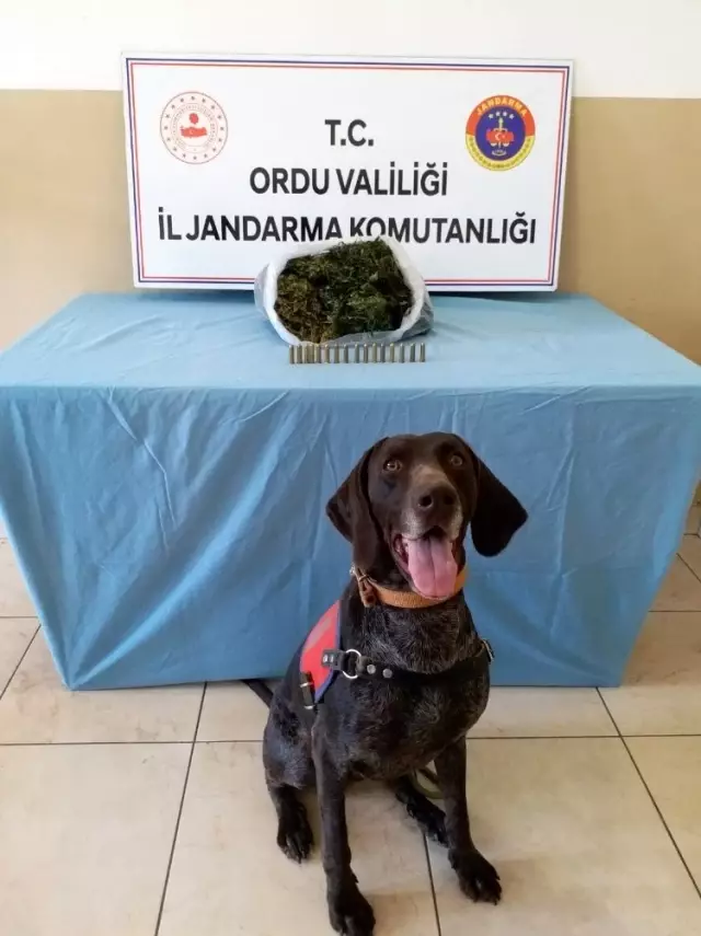 Ordu'da uyuşturucudan 5 kişi tutuklandı