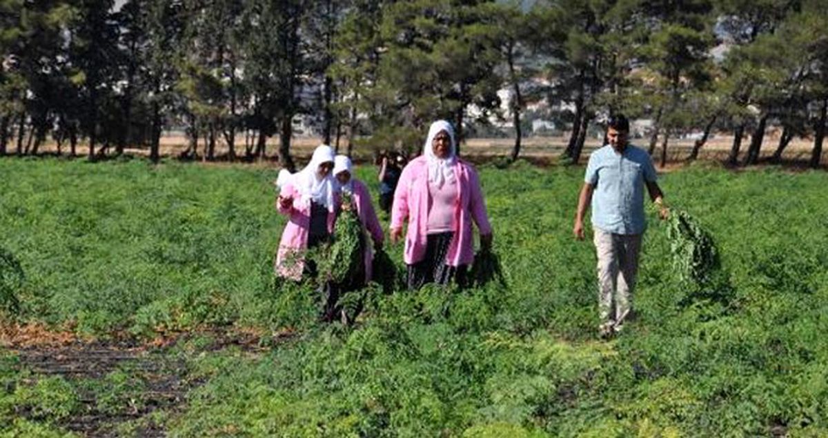 Türkiye'de sadece Nurdağı'nda yetiştirilen moringa, 300'den fazla hastalığa iyi geliyor