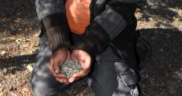 Alaçatı'daki sakız ağaçlarında 40 yıl sonra ilk hasat