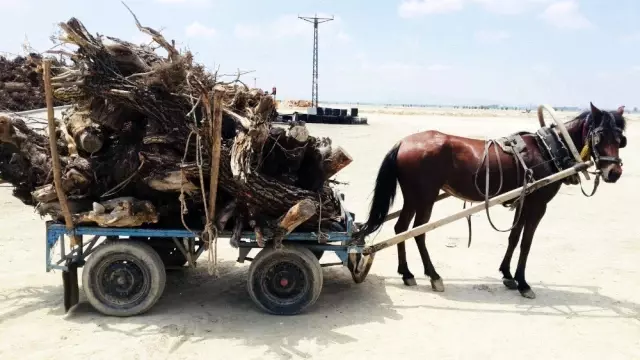 Biyokütle enerji için bitkisel atık alımına başlandı Biyokütle enerji için bitkisel atık alımına başlandı