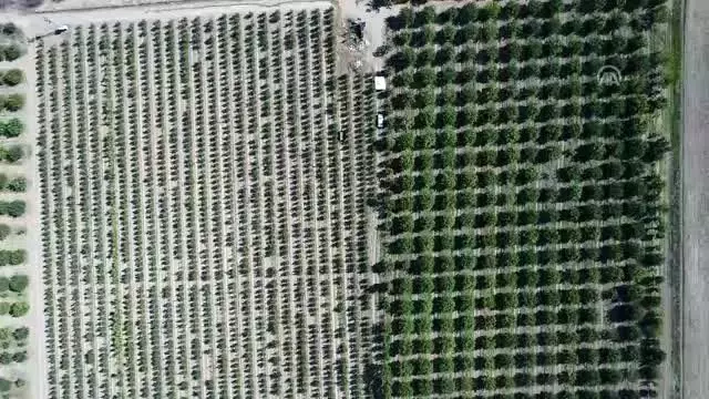 Yahyalı elmasında verim arttı, çiftçinin yüzü güldü