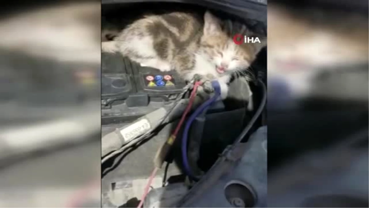 Yavru kedi aracın motoruna saklandı&hellip;Sürücü 1 kilometre sonra farketti