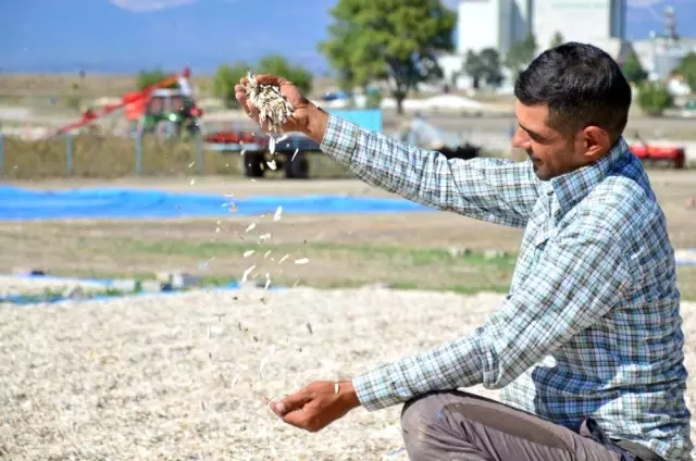 16 bin ton çerezlik ayçiçeğinden 150 milyon TL'lik gelir bekleniyor