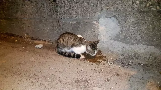 Hayatını sokak hayvanlarına adadı Hayatını sokak hayvanlarına adadı