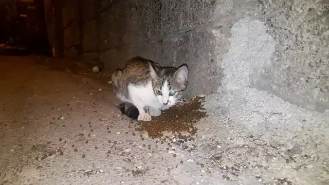 Hayatını sokak hayvanlarına adadı Hayatını sokak hayvanlarına adadı