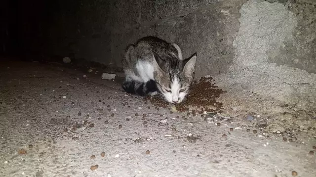 Hayatını sokak hayvanlarına adadı Hayatını sokak hayvanlarına adadı