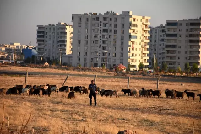 Yerde bulduğu cisim elinde patlayan çoban ağır yaralandı Yerde bulduğu cisim elinde patlayan çoban ağır yaralandı